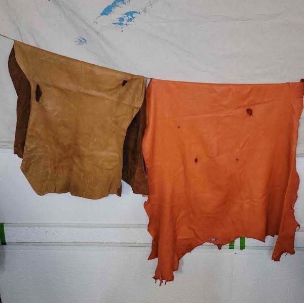 Coloured Hides - Image 3